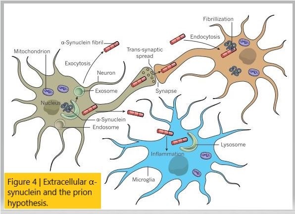 Defects in trafficking bridge Parkinson's disease pathology and genetics