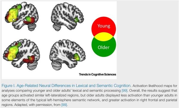 New perspectives on the aging lexicon