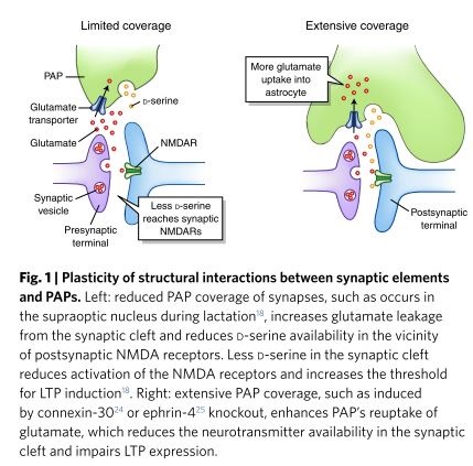 Astrocyte function from information processing to cognition and cognitive impairment