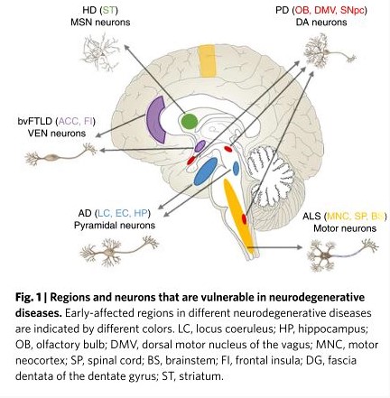 Selective vulnerability in neurodegenerative diseases